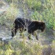 Chasse à l'ours au Réservoir Gouin. Pourvoirie Rivière La Galette